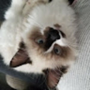 Meet your Posher, Cookie